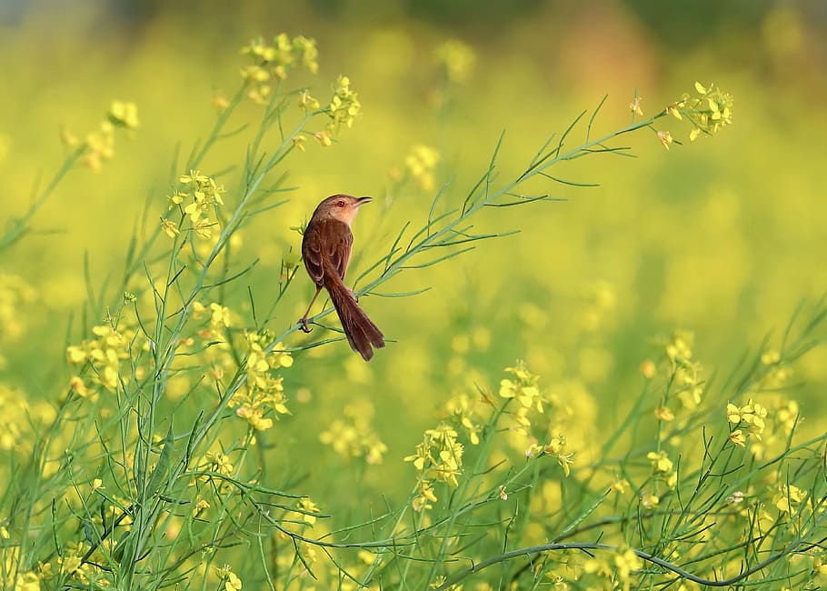 selective focus photography brown and black bird on green leaf yellow petal flower plant, HD wallpaper