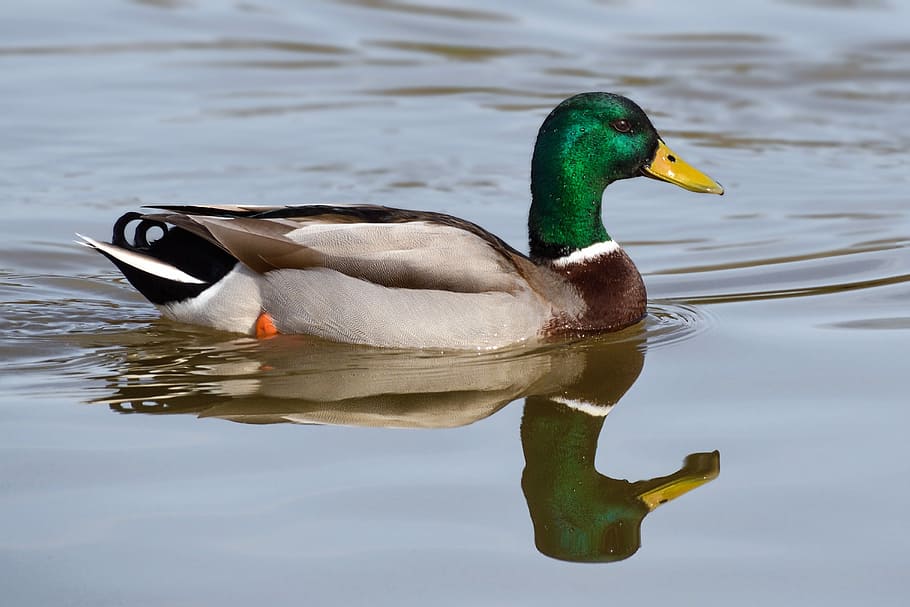 mallard duck on water, reflection, bird, animal, fauna, animal wildlife HD wallpaper