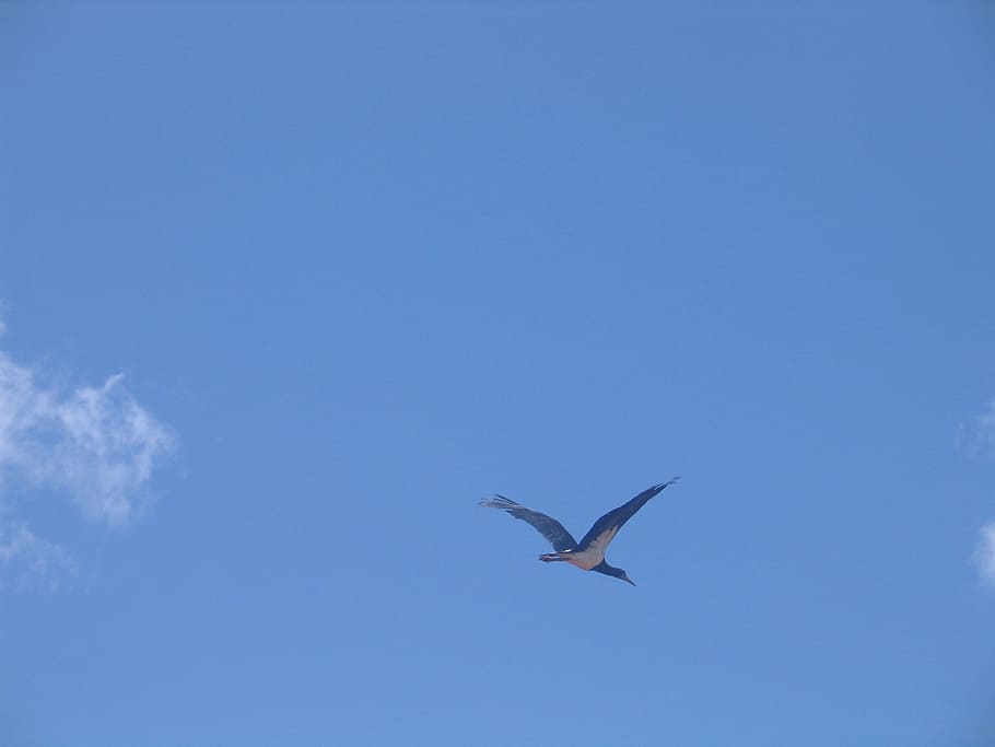 sky, bird, animals, ave, flight, nature, flying, wildlife, blue HD wallpaper