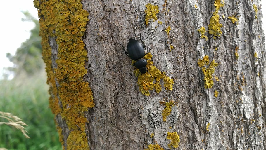 beetle, nature, insect, black, large, tree, tree trunk, plant HD wallpaper