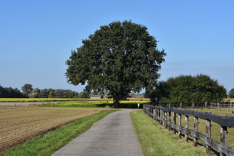 Tree, Field, Road, Nature, Oak, Blue Sky, clear blue sky, air HD wallpaper