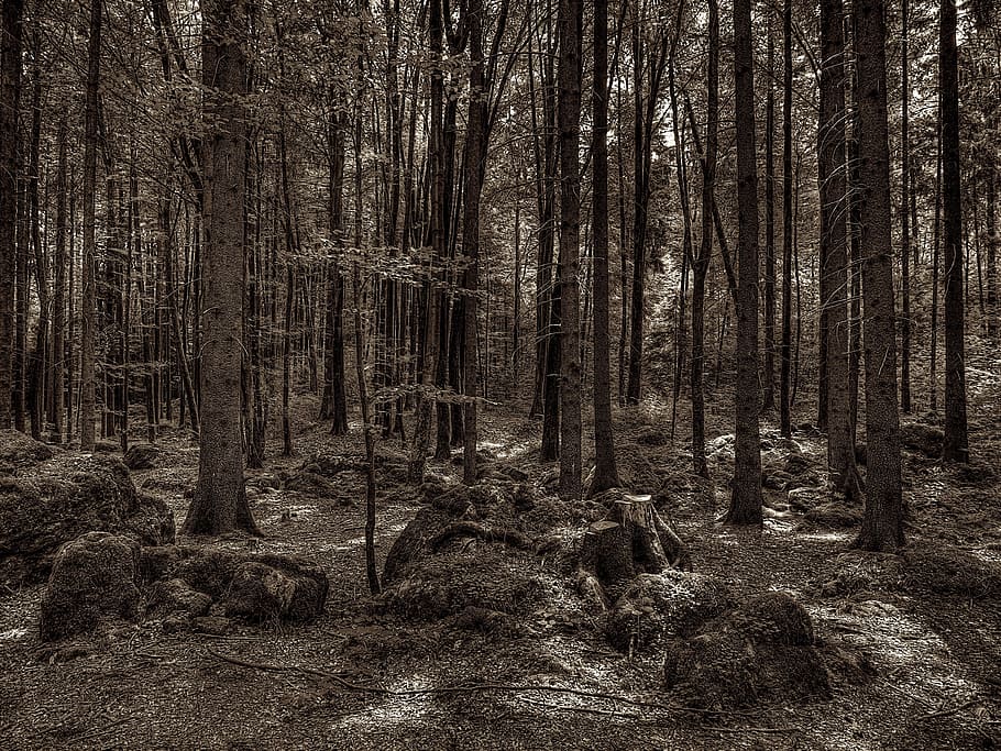 Druid, Grove, Forest, Tree Root, druid grove, national park HD wallpaper