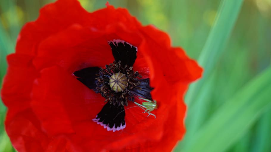 Flower, Poppy, Nature, Fields, red, petal, beauty in nature HD wallpaper