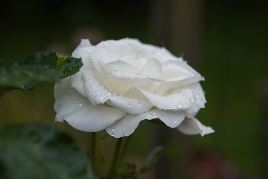 rose, white, drops, natural, flower, freshness, flowering plant HD wallpaper