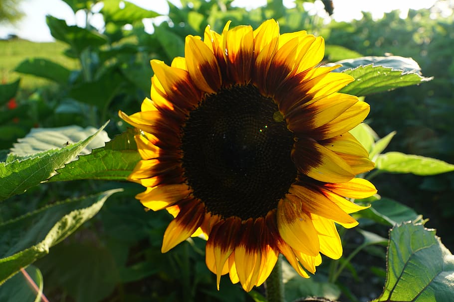 sun flower, yellow, green, flowering plant, flower head, petal HD wallpaper