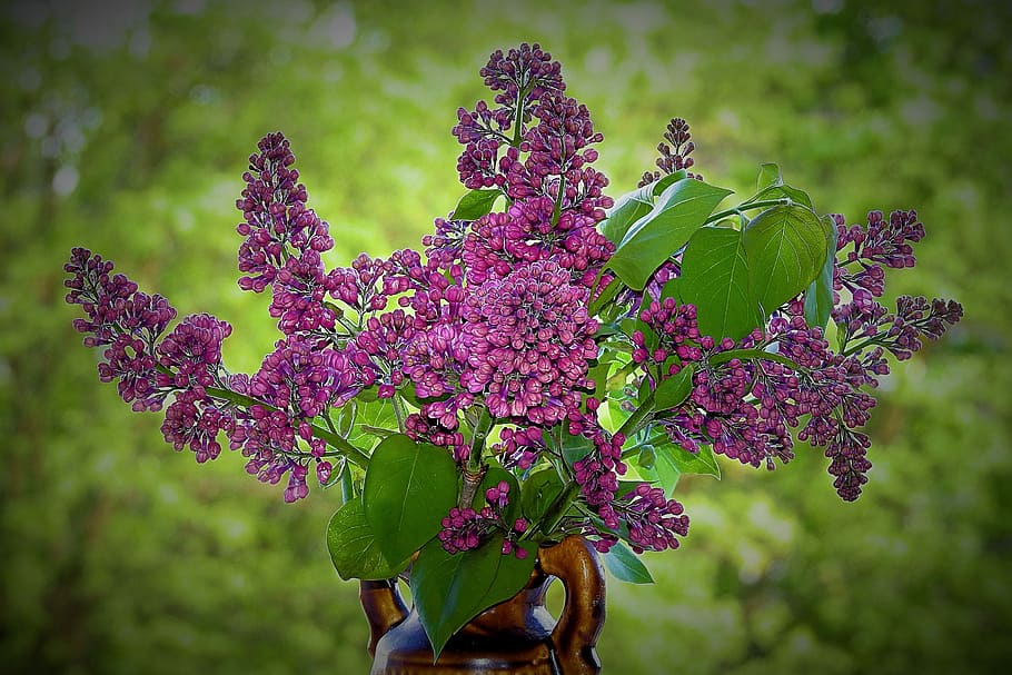 nature, lilac flower, flowering plant, freshness, beauty in nature HD wallpaper