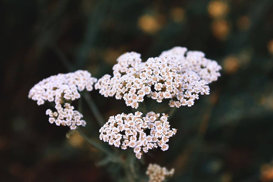 Yarrow, Macro, Flowers, Grass, Nature, closeup, plant, field grass HD wallpaper
