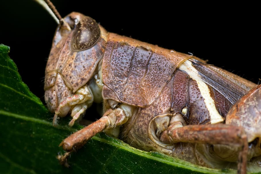 grasshopper, macro, details, eating, leaf, chitin, animal, locust HD wallpaper