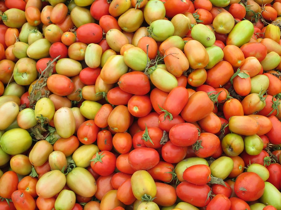 Tomatoes, Red, Green, Green, Vegetables, Fruit, food, healthy HD wallpaper