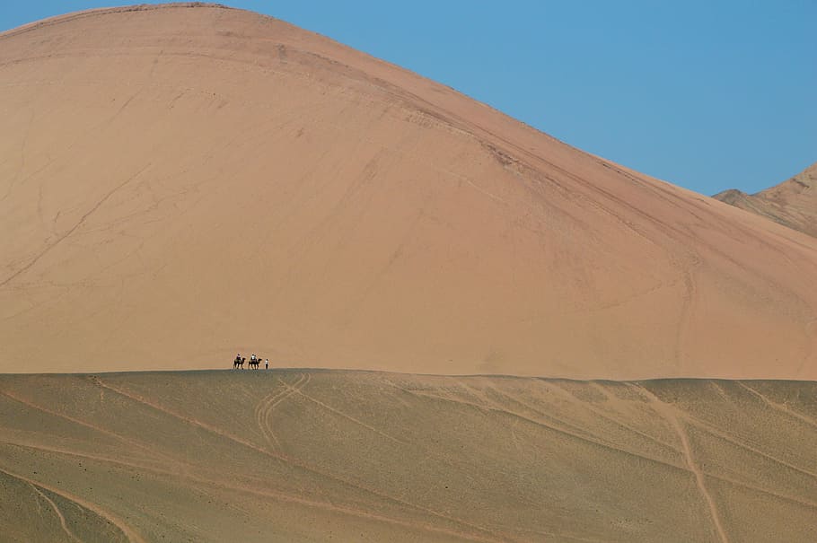 camel on desert during daytime, people and camels walking on desert field during daytime HD wallpaper