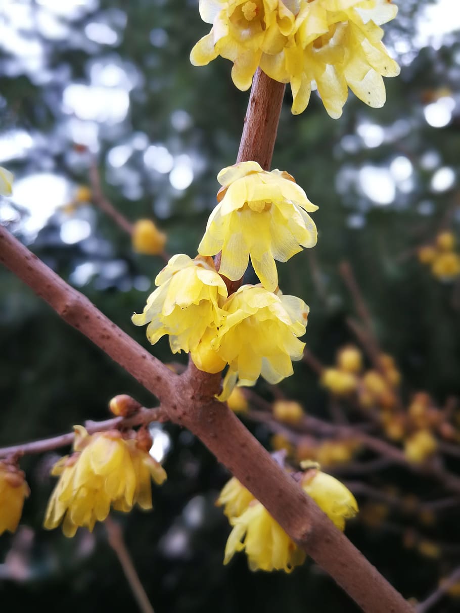 branch, tree, plant, flower, yellow, flowering plant, fragility HD wallpaper