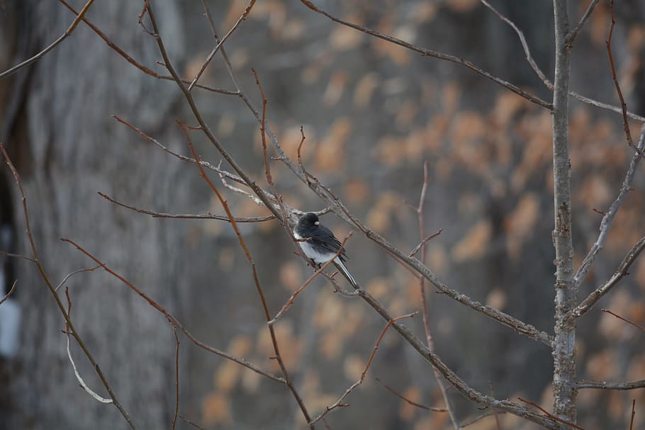 Bird, Winter, Forest, Branch, Tree, animal, one animal, animals in the wild HD wallpaper