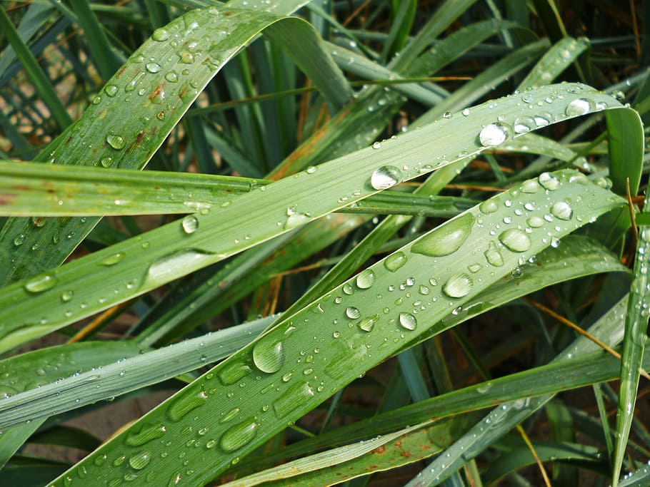 grass, nature, drops, rosa, rain, geen, wet, water, green color HD wallpaper
