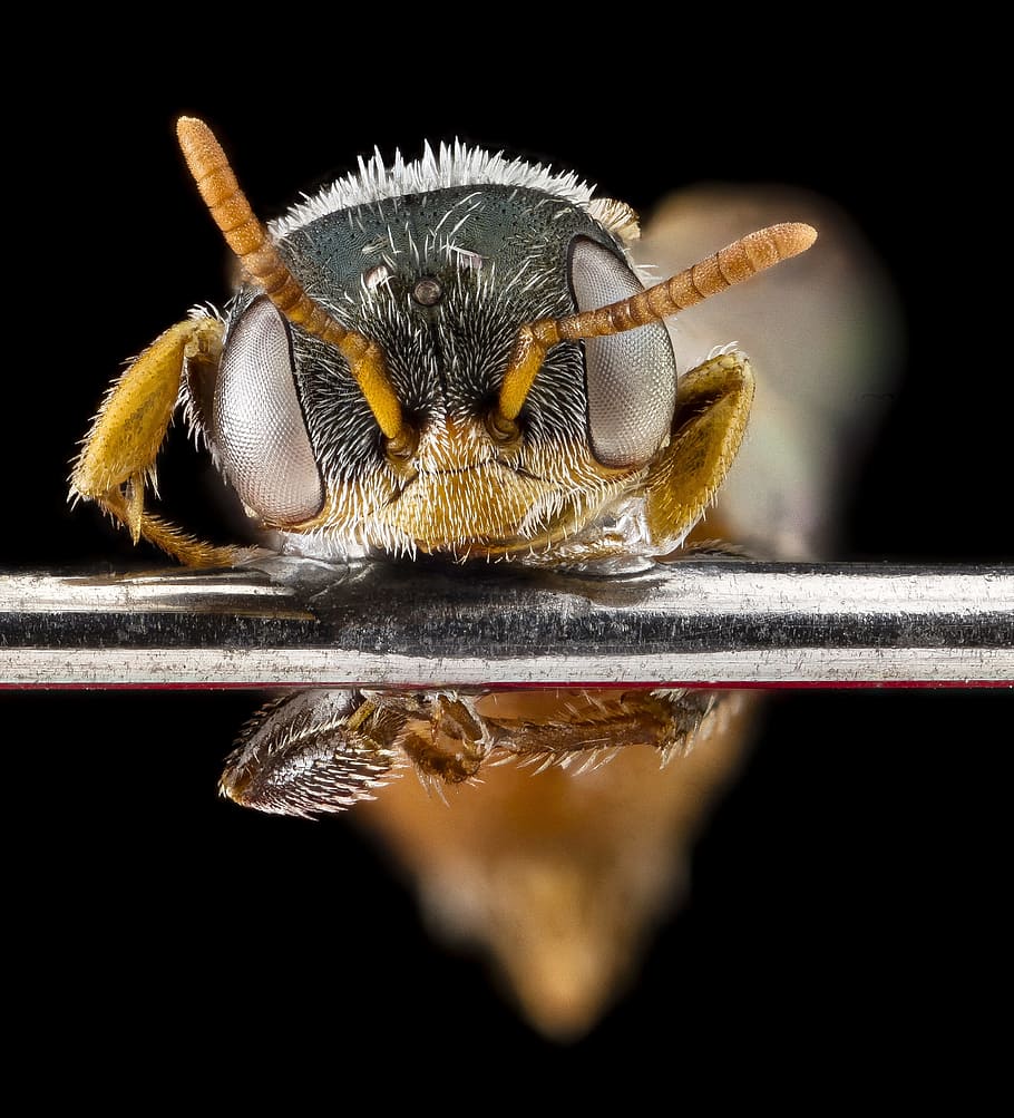 bee, macro, head, insect, bug, macrotera latior, male, pollinator HD wallpaper