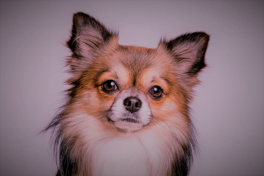 dogs, animal, small, one animal, pets, domestic, animal themes HD wallpaper