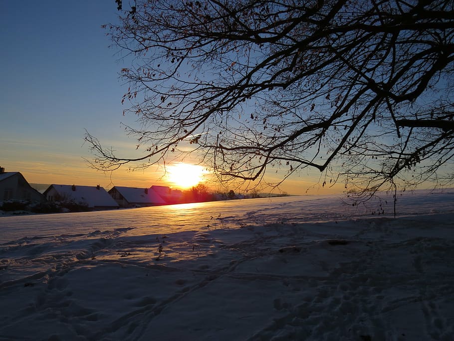 wintry, sunset, fields, snowy, winter, cold, tree, aesthetic HD wallpaper