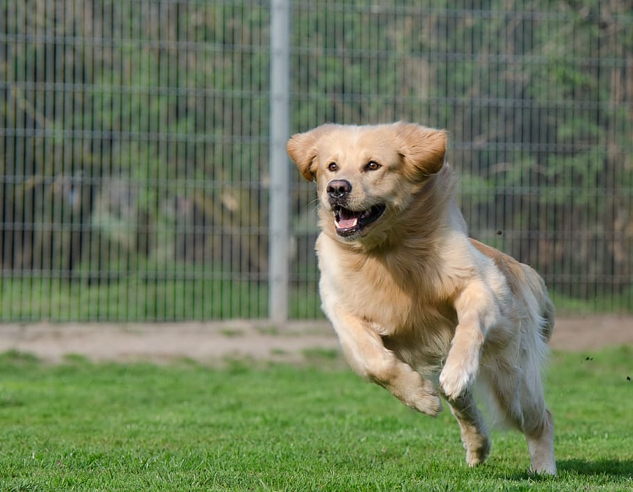 adult light golden retriever runs in grass field at daytime, running dog, HD wallpaper