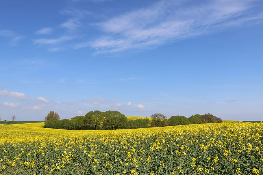 landscape, trees, spring, flowers, oilseed Rape, agriculture HD wallpaper