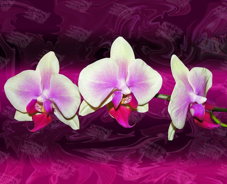 Orchids, Texture, Composition, abstract background, nature HD wallpaper