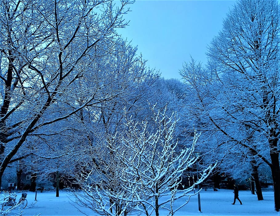 winter, snow, tree, landscapes, snow landscape, winter magic HD wallpaper