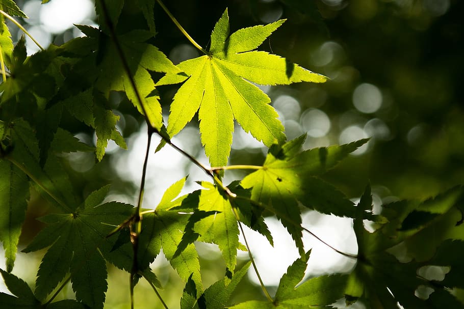 summer, sun, sunshine, leafs, tree, dark, ray, light, mountain HD wallpaper