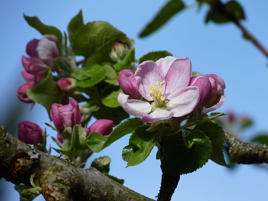 purple flowers on branches, blossom, bloom, apple, spring, apple blossom HD wallpaper