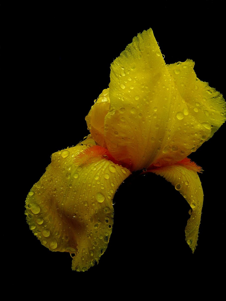 flower, macro, iris, yellow, nature, spring, blossomed, contrast HD wallpaper