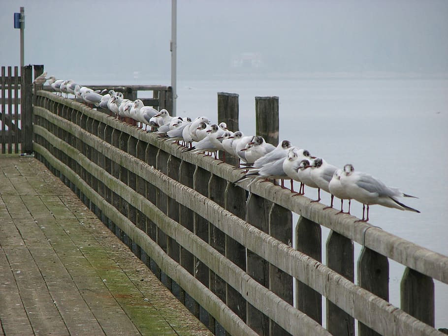 Gulls, Fence, Ammersee, Web, Boardwalk, birds, trueb, grey, HD wallpaper