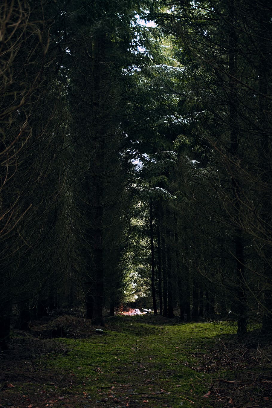 forest, moss, green, glade, nature, spring, tree, close, light cone HD wallpaper