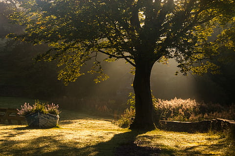 green leaf tree during daytime, tree during daytime, sunlight HD wallpaper