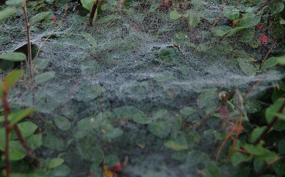 garden, cobweb, close, nature, background, macro photo, fear HD wallpaper