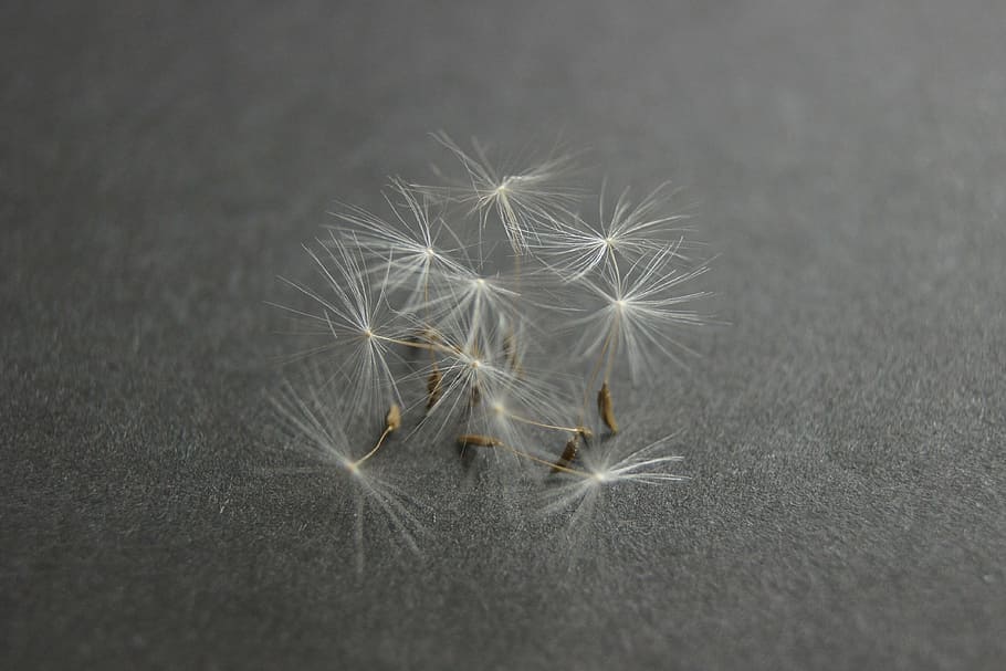 dandelion, close, close-up, flower, fragility, no people, dandelion seed HD wallpaper