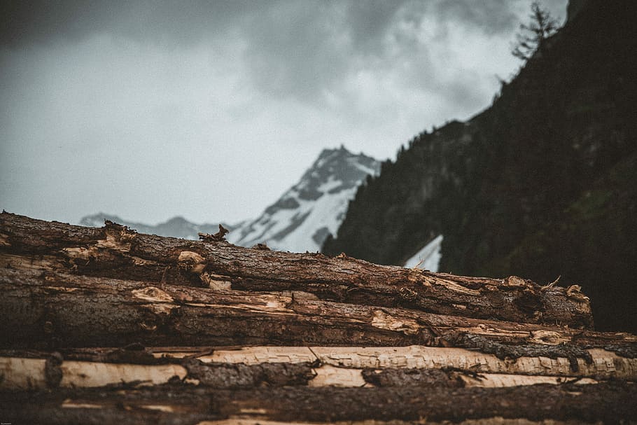 brown wood logs, closeup selective focus photography of log piles HD wallpaper