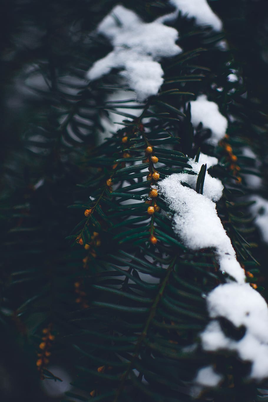 winter, snow, a, bird, waters, human, tree, animal world, nature HD wallpaper