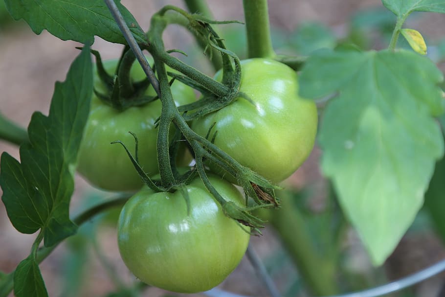 green, green tomatoes, food and drink, healthy eating, fruit HD wallpaper