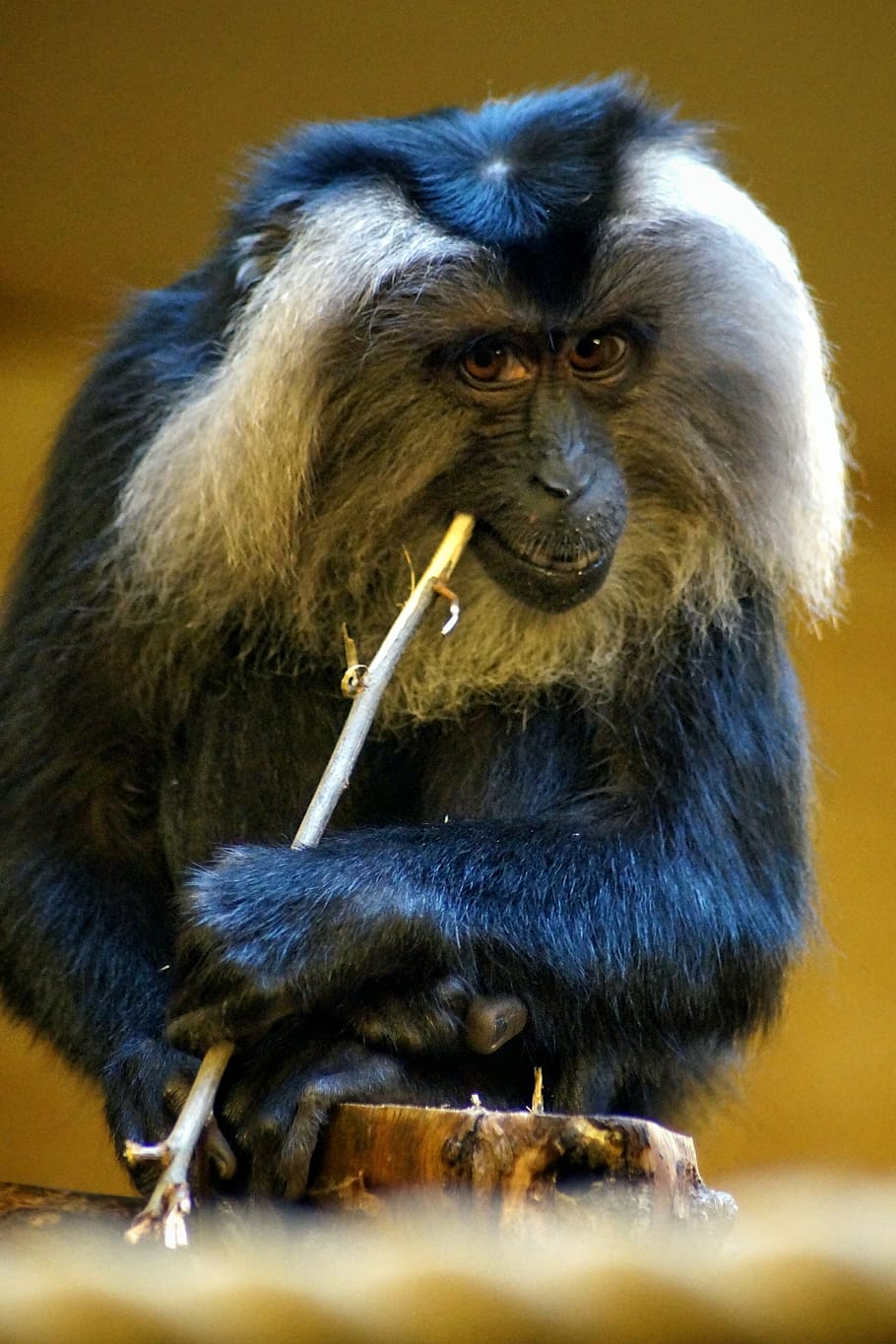 zoo, nature, monkey, animals, tailed macaque, wanderu, primate HD wallpaper