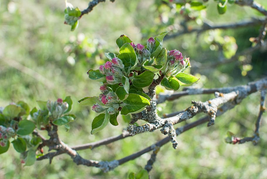 flowers, apple tree, the buds, bloom, spring, flowering tree HD wallpaper
