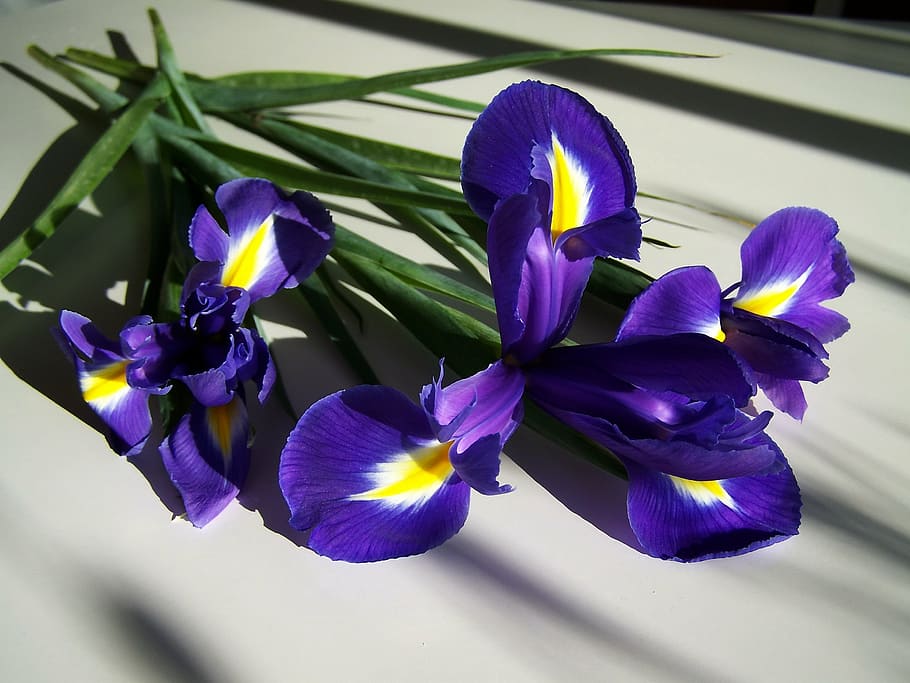 fleur-de-lis, blue, spring flower, nature, orchid, purple, plant HD wallpaper