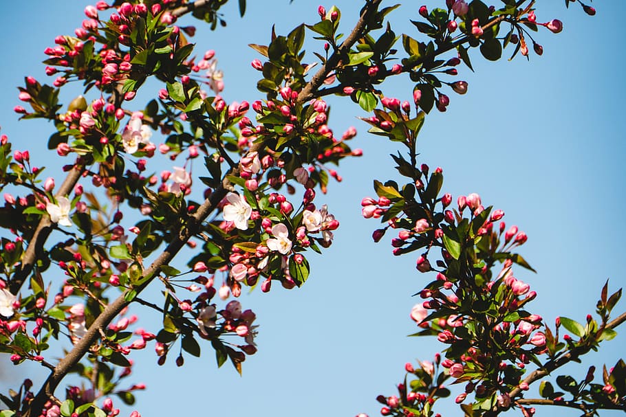 cherry, tree, branch, flower, season, flora, plant, low angle view HD wallpaper