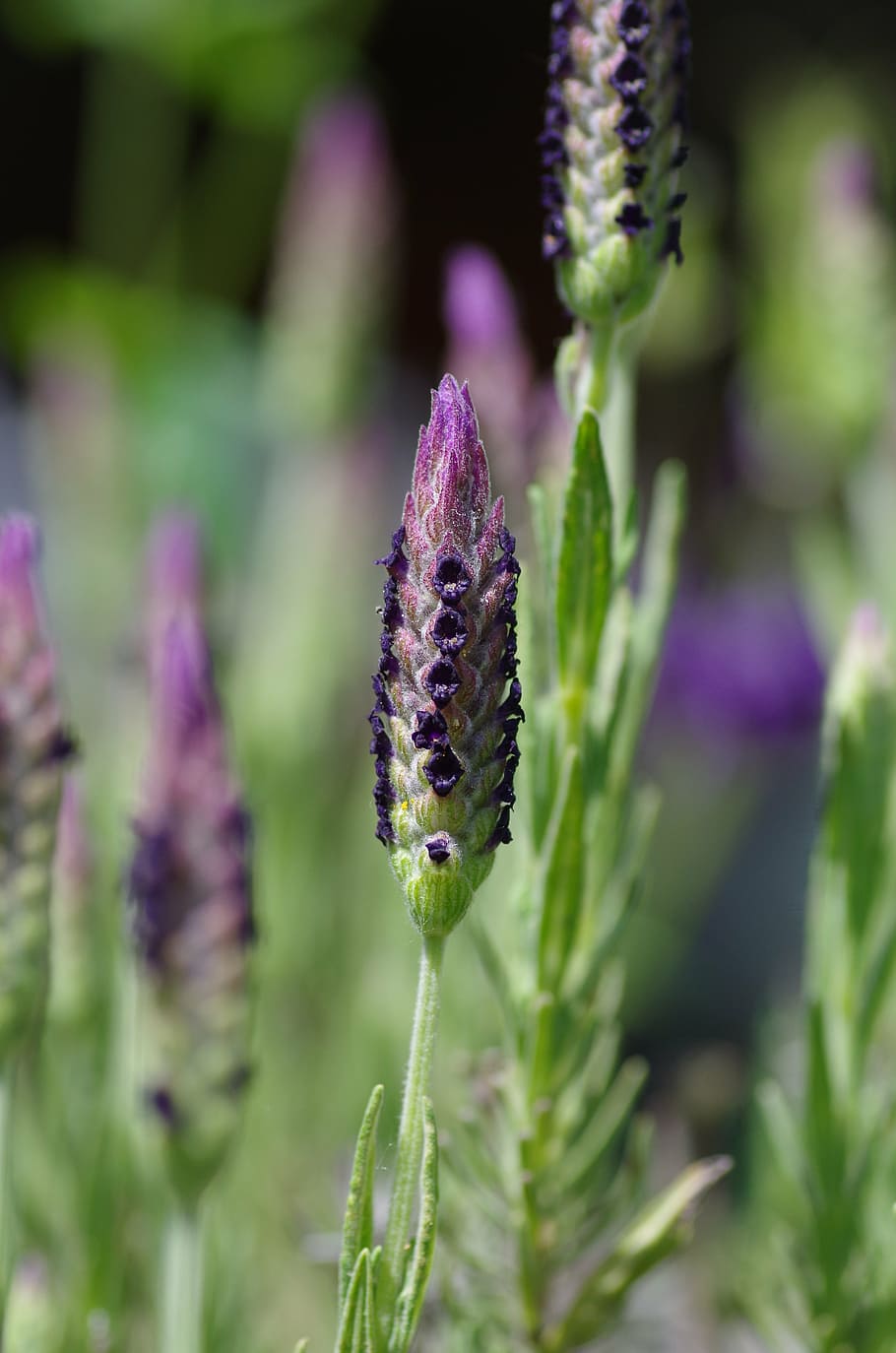 lavender, lavender flowers, purple, violet, inflorescence, ornamental plant, HD wallpaper