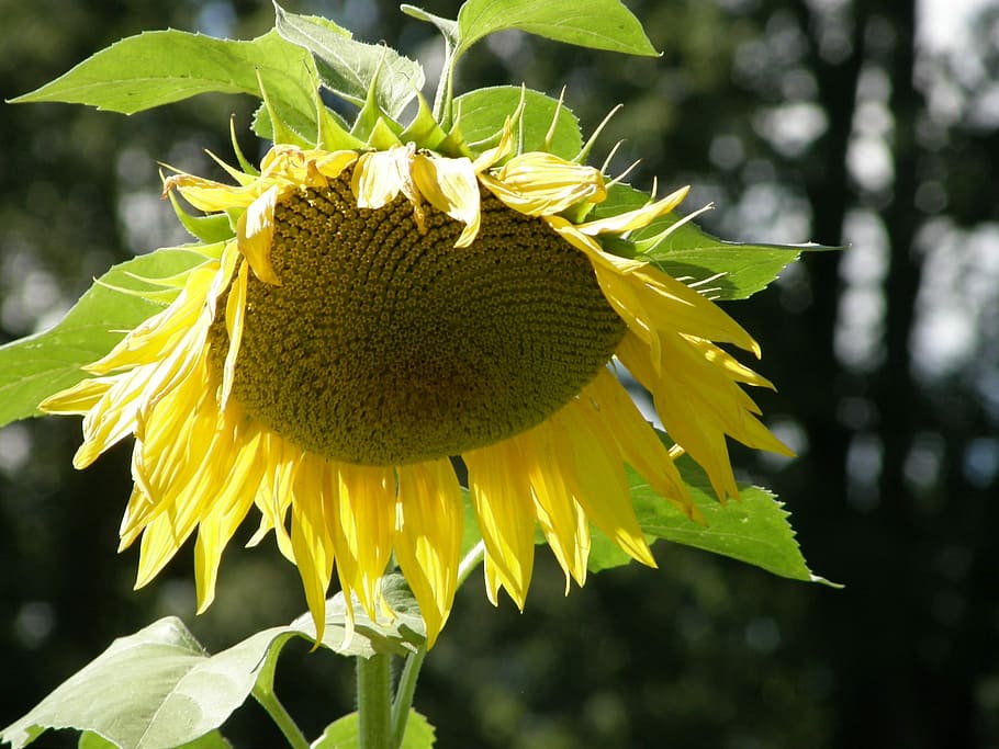 Sunflower, Sun, Flower, fragility, close-up, green color, nature HD wallpaper