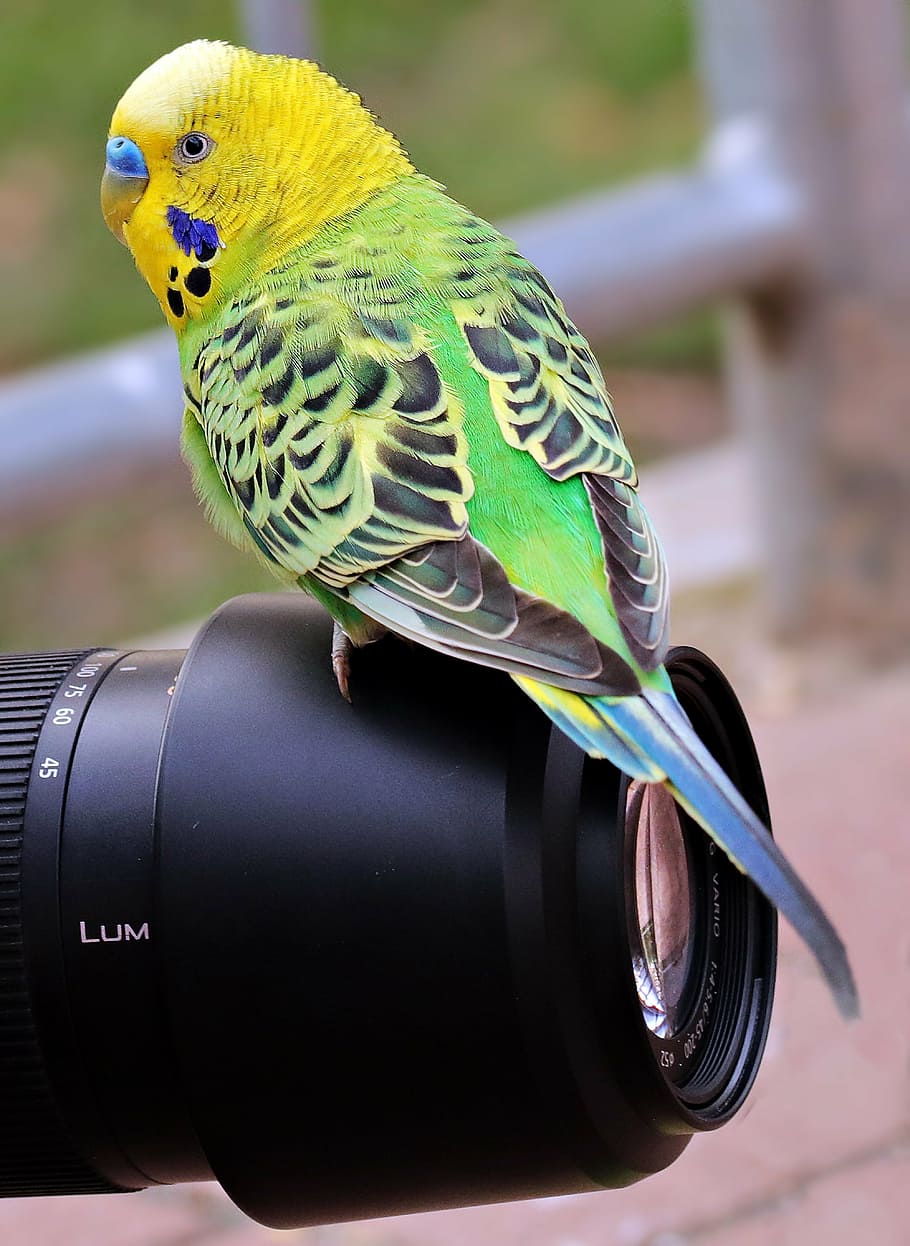 green budgerigar perched on black camera zoom lens, budgie, bird, HD wallpaper