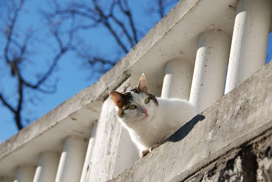 white and black cat on fence, gray-white cat, curious, animal themes HD wallpaper