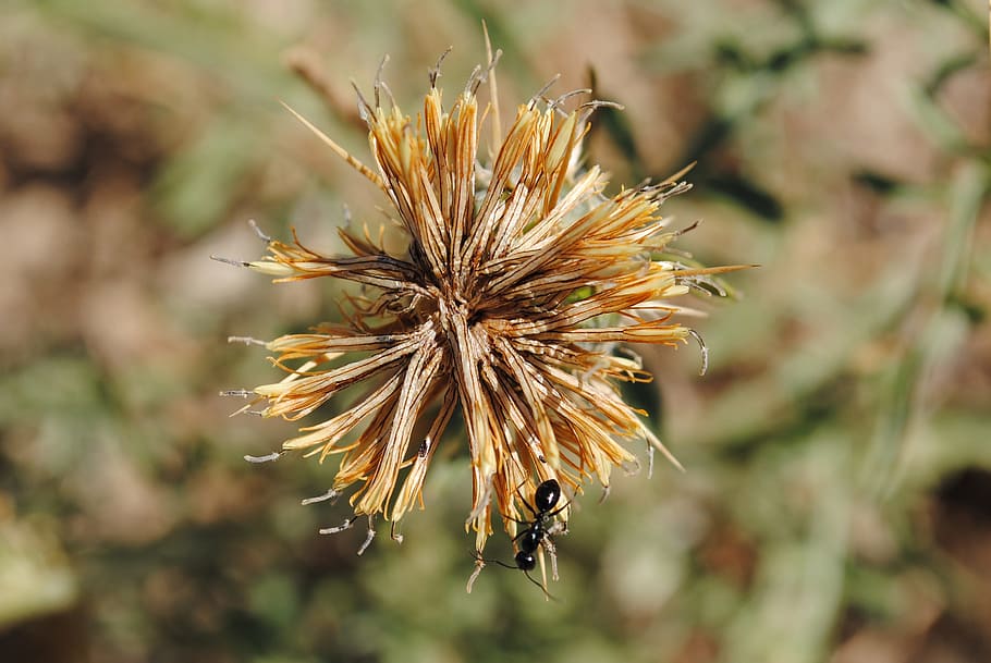 Ant, Dandelion, Field, Spring, Beauty, nature, plants, wild flowers HD wallpaper