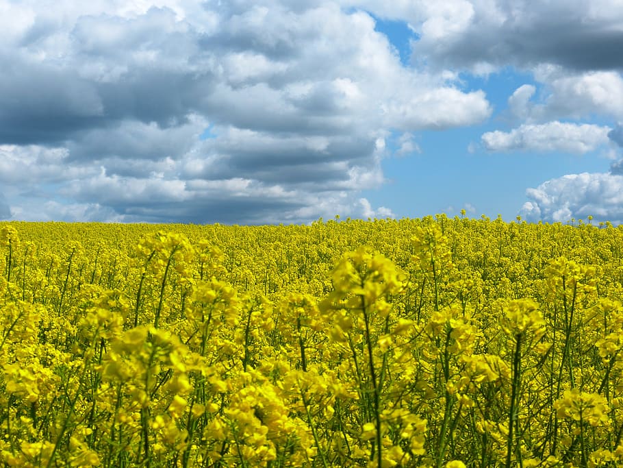 Oilseed Rape, Field, Clouds, Yellow, sky, blue, sun, field of rapeseeds HD wallpaper
