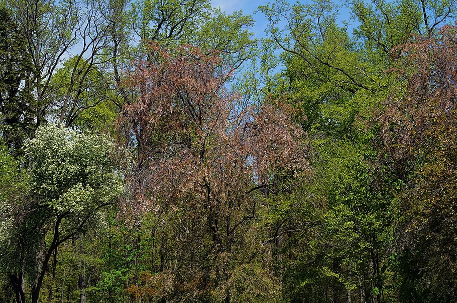 trees, plants, nature, park, green, spring, forest, growth HD wallpaper