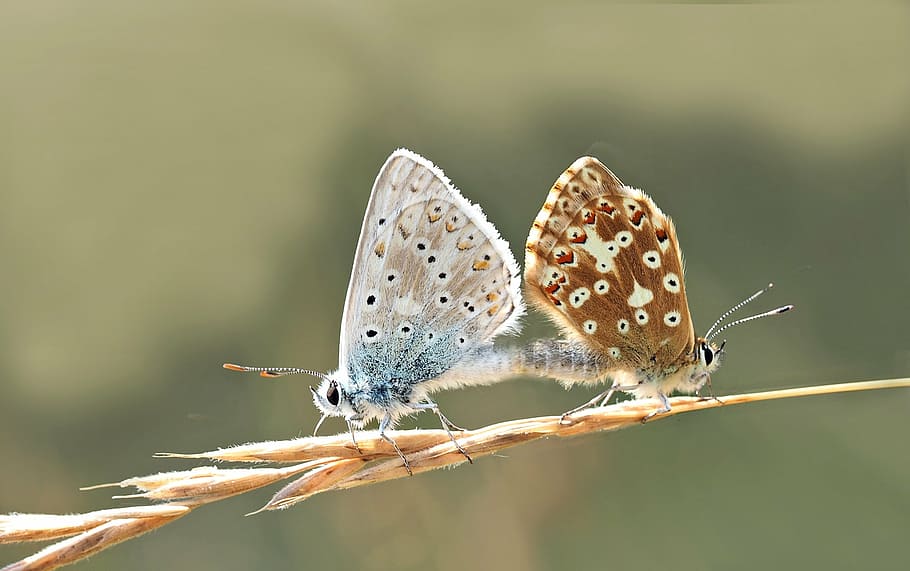 male and female common butterflies, insect, nature, live, butterfly - insect HD wallpaper