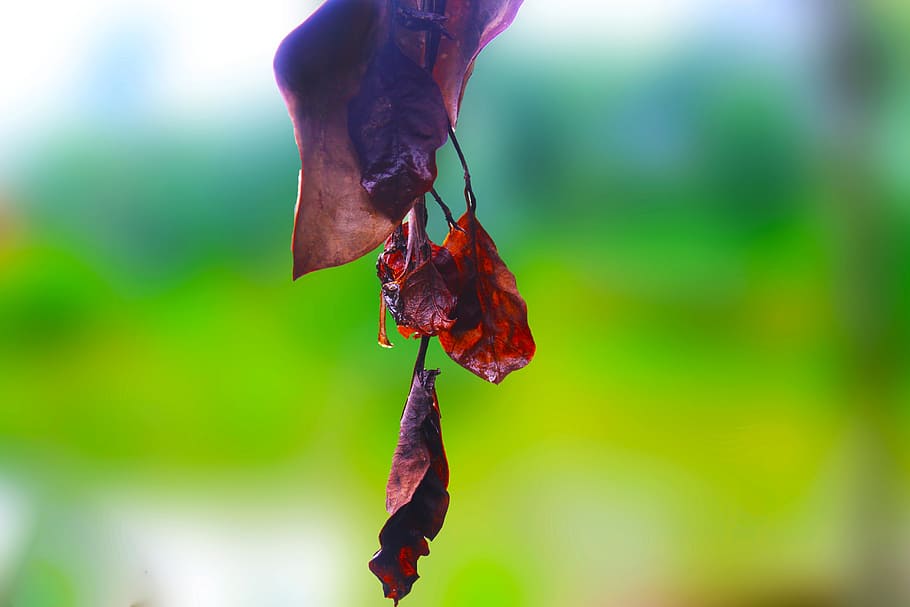green, dry leaf, nature, hot, season, tree, close-up, focus on foreground HD wallpaper