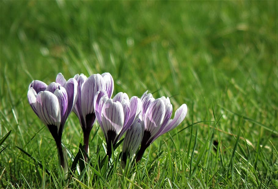 nature, flower, grass, flora, summer, blooming, park, floral HD wallpaper