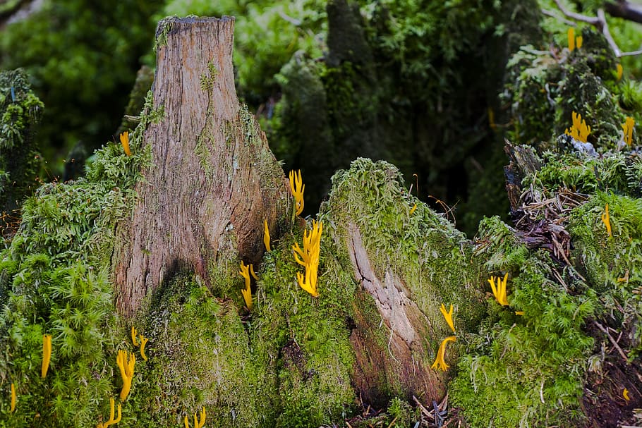 mushroom group, tree trunk, forest floor, strunk, tree stump HD wallpaper